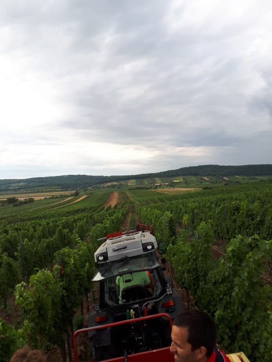 Gartenanlage Weingut & Gästehaus zum Seeblick - Familie Sattler