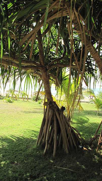 Tolle Pflanzen Hotel Aureum Palace Resort