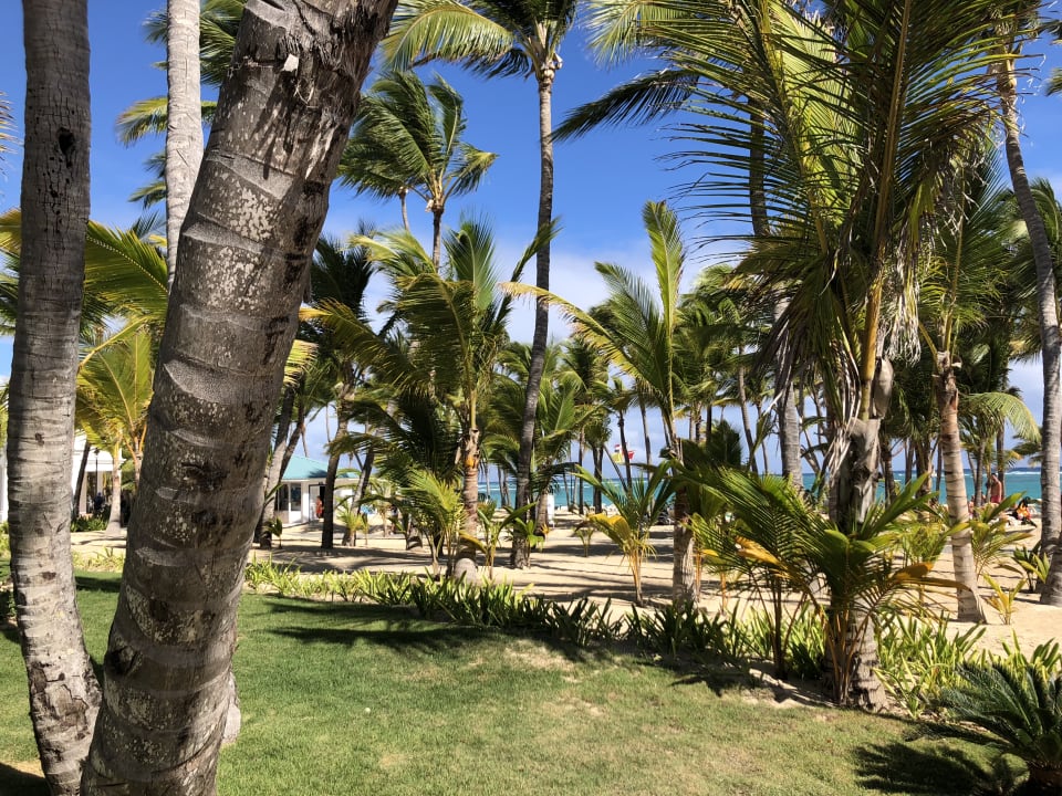 Gartenanlage Hotel Riu Bambu