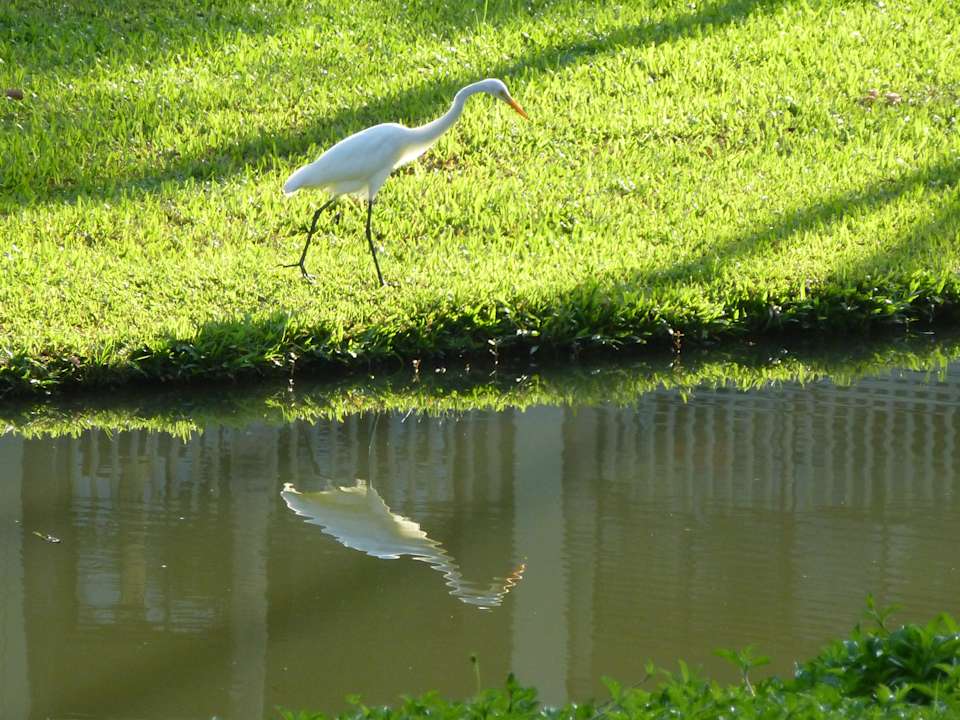 Auf Futtersuche Dusit Thani Krabi Beach Resort