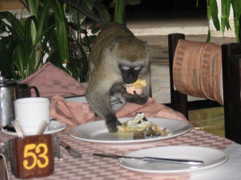 Affenfrühstück! Hotel Safari Beach