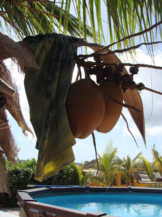 Schöne Kokosnüsse Jan Kok Lodges