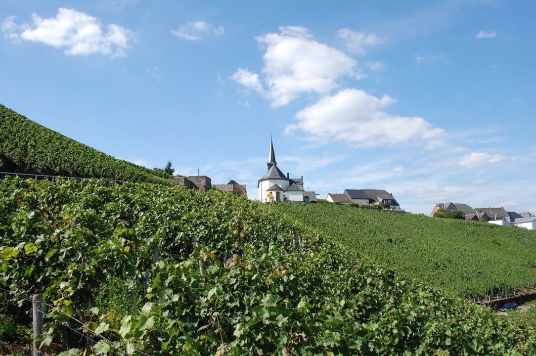 Blick durch Weinberge auf Osann-Monzel Gästehaus Marietta