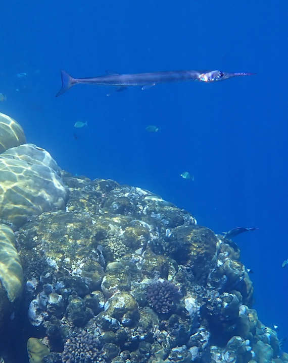 Strand Utopia Beach Club