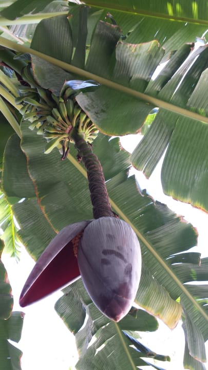 Bananen  Club Sidelya Hotel