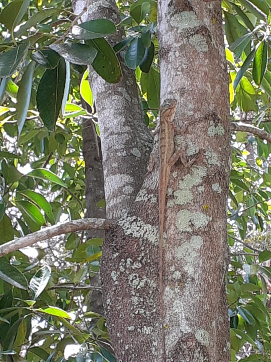 Gartenanlage Maritim Resort & Spa Mauritius