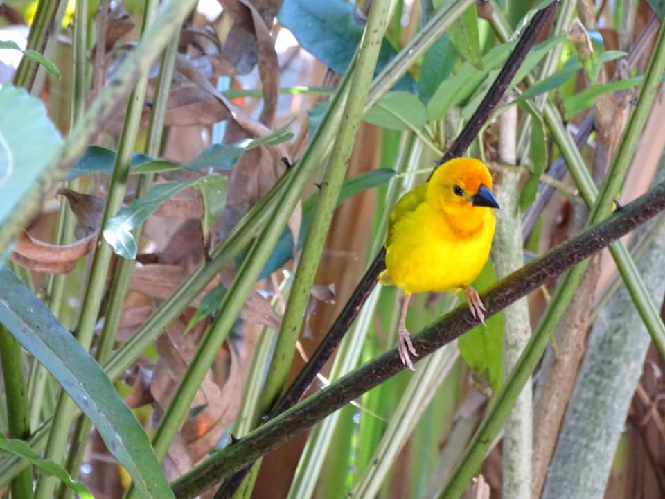 Ausblick vom Restaurant einfach genial Hotel Southern Palms Beach Resort