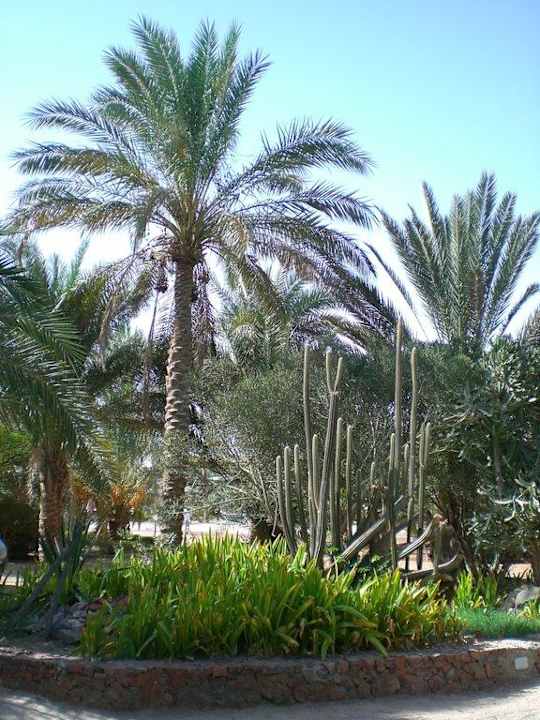 Gartenanlage Giftun Azur Resort
