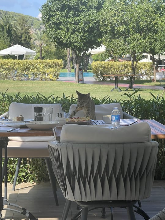 Gastro TUI MAGIC LIFE Beldibi +16