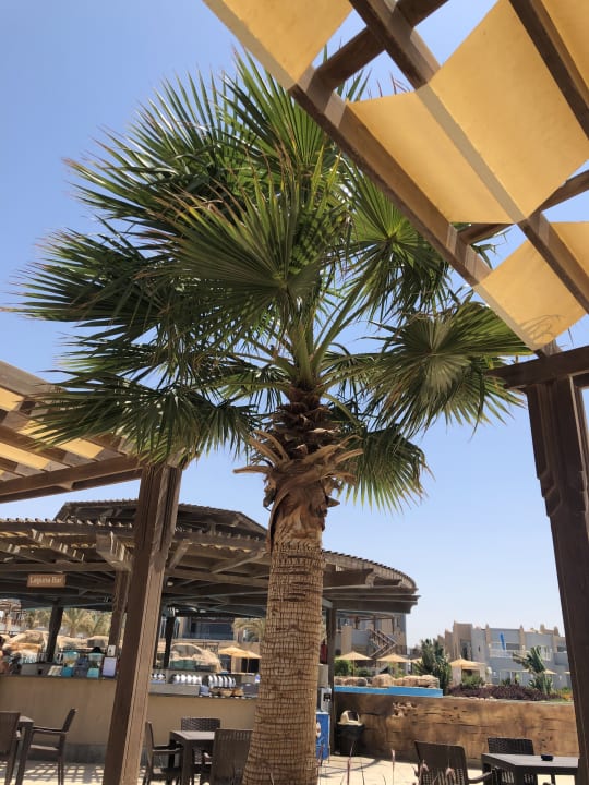 Gastro Lazuli Hotel Marsa Alam