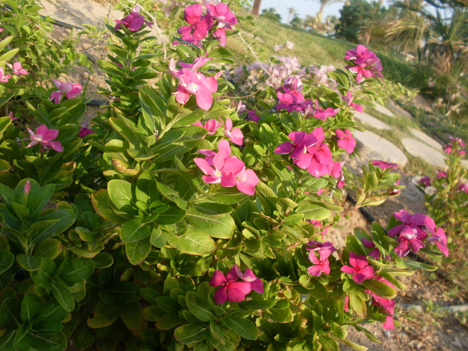Blumen neben meiner Liege Steigenberger ALDAU Beach Hotel