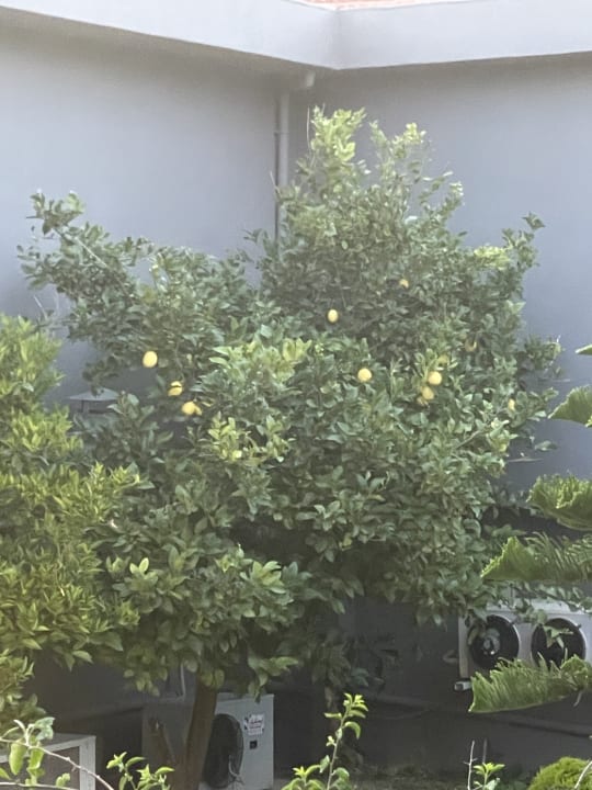 Gartenanlage Adora Calma Beach Hotel