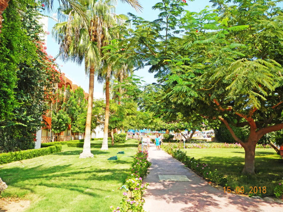 Gartenanlage Desert Rose