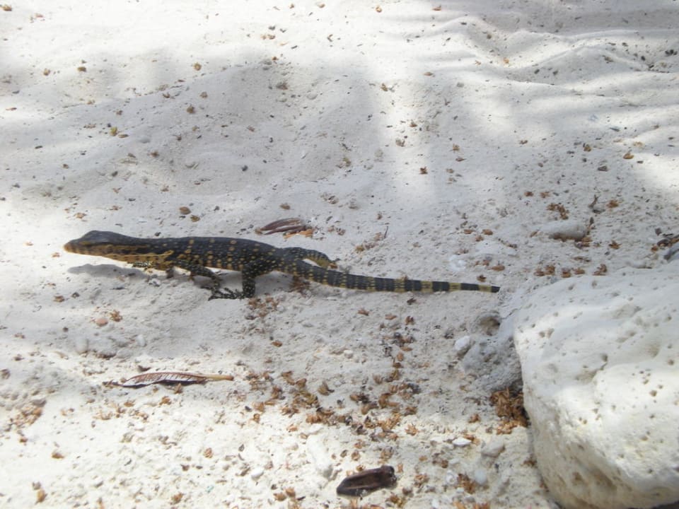 Tiere am Strand Hotel The Racha