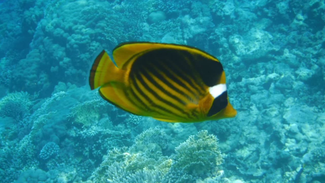 Sport & Freizeit Malikia Resort Abu Dabbab