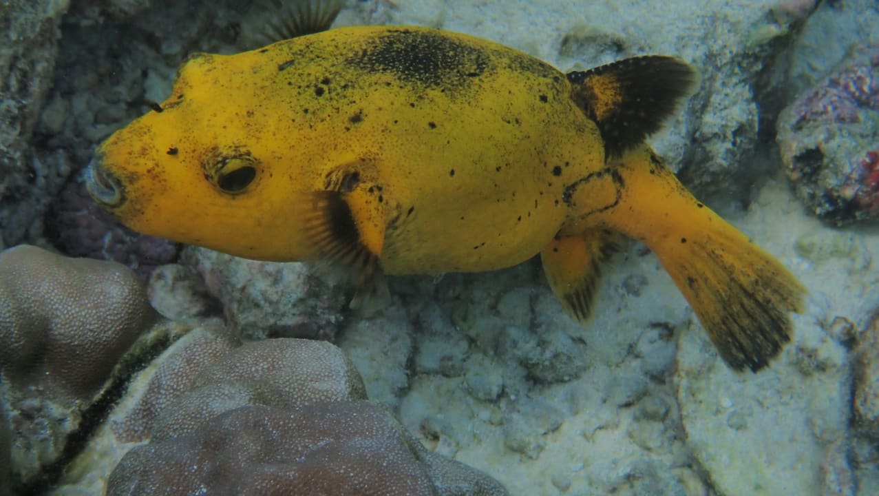 Strand Adaaran Select Meedhupparu Island Resort - Premium All Inclusive