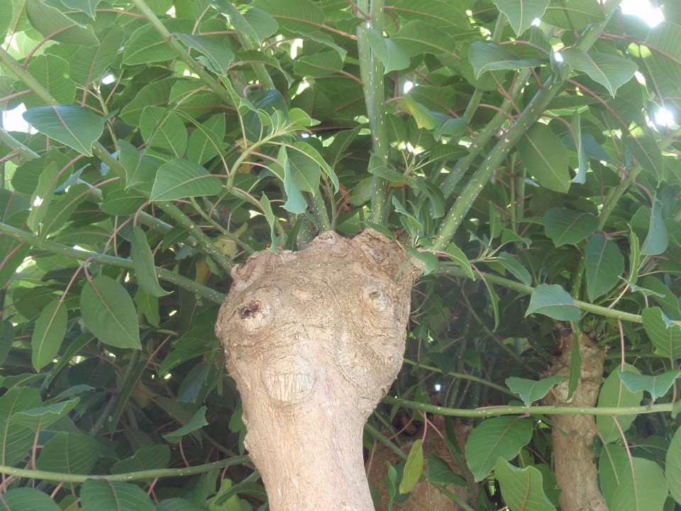 Alien am Pool Hotel La Luna