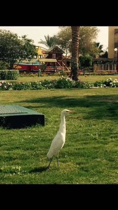 Множество птиц в Desert Rose Desert Rose