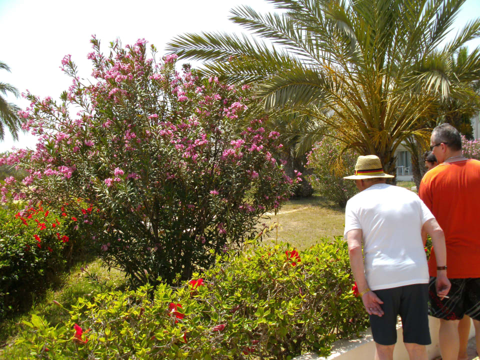 Garten Hotel El Mouradi Djerba Menzel