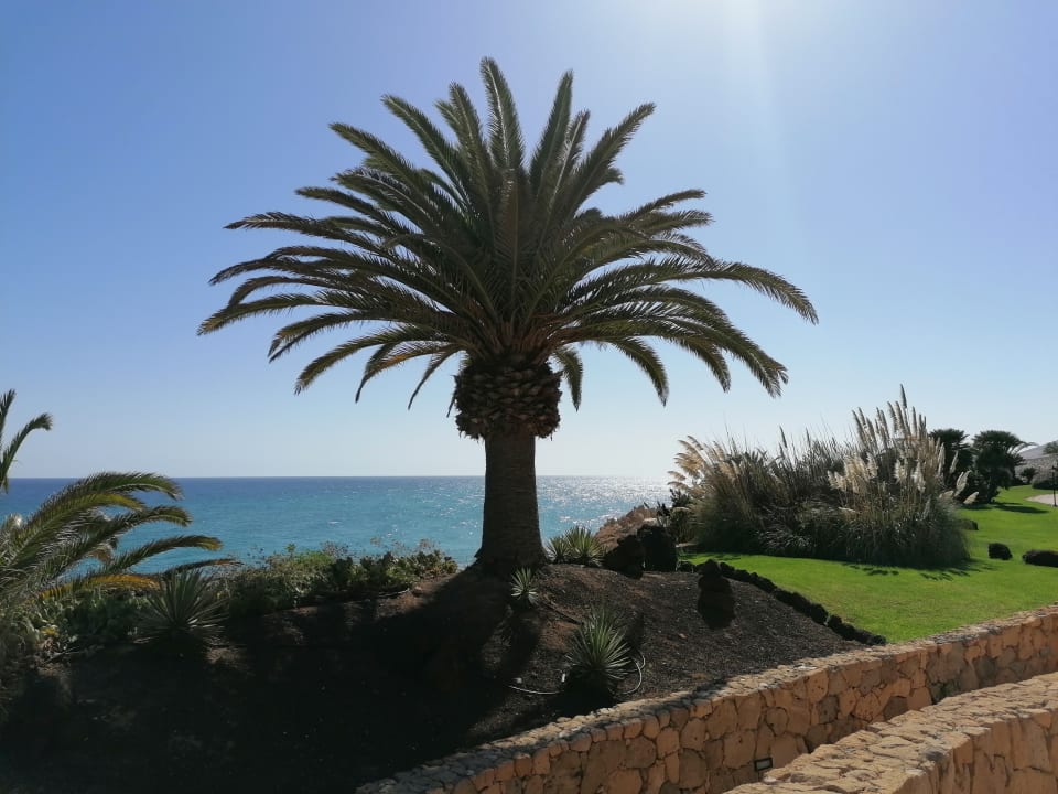 Gartenanlage R2 Pajara Beach