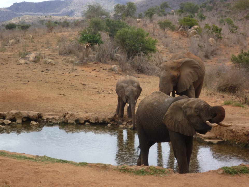 Wasserloch direkt an der Terrasse Ngulia Safari Lodge