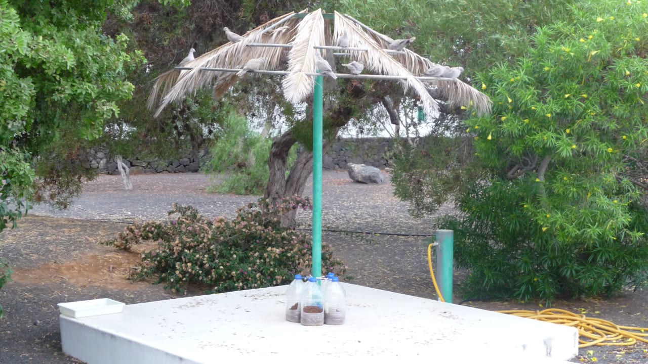 Katzenfutterplatz Hotel Hyde Park Lane