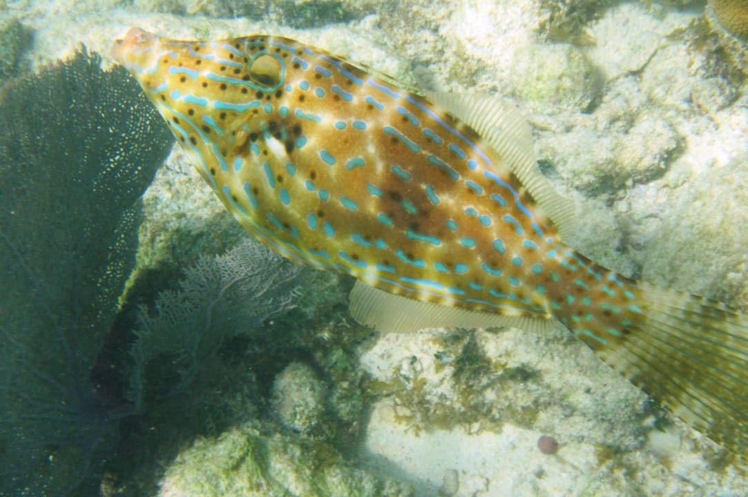 Sport & Freizeit Akumal Bay Beach & Wellness Resort