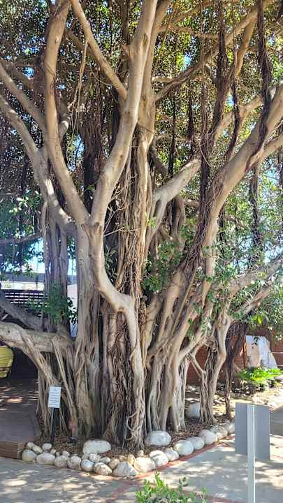 Gartenanlage Side Star Elegance