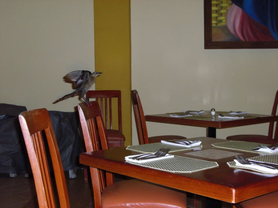 Vogel im Restaurant Viva Azteca by Wyndham - All Inclusive Resort