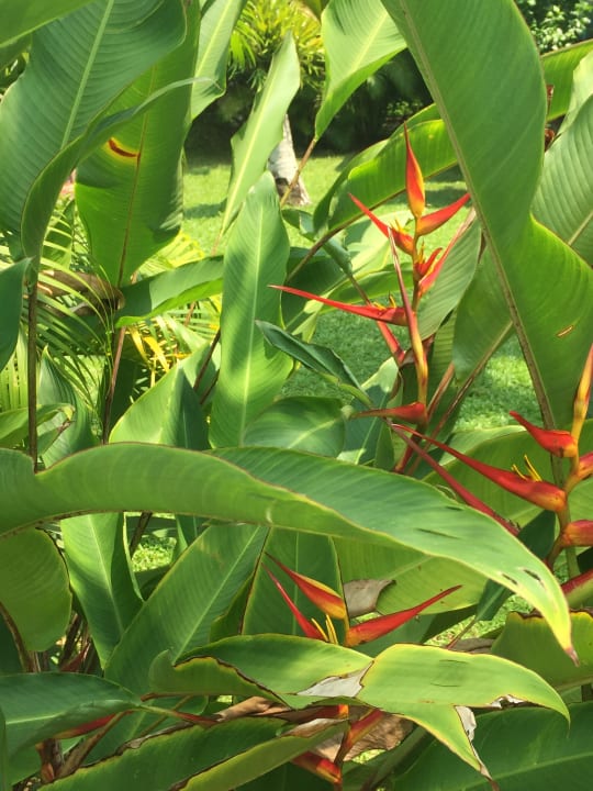 Gartenanlage Pahalage Guesthouse