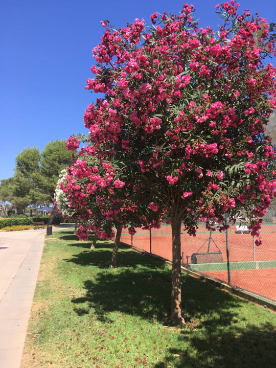 Gartenanlage Blau Colònia Sant Jordi