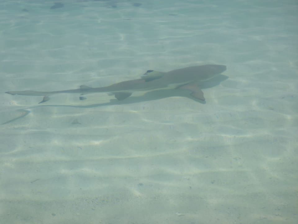 Strand Kuramathi Maldives