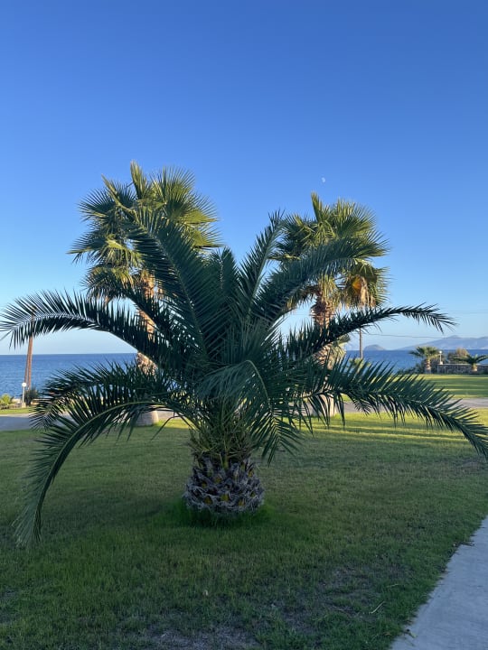 Gartenanlage Grand Blue Beach Hotel