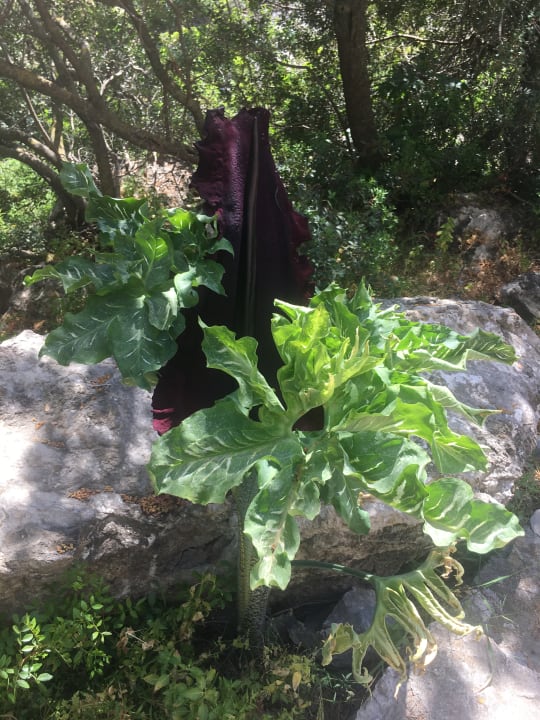 Sonstiges Rodos Princess Beach Hotel & Spa