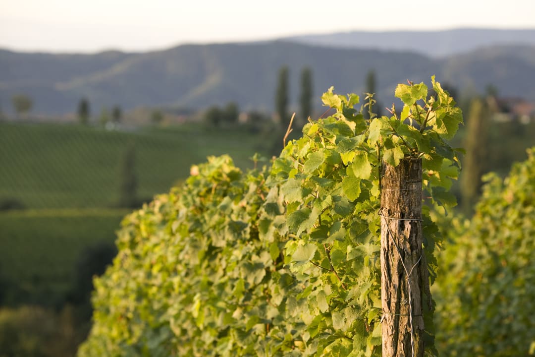 Ausblick Ratscher Landhaus