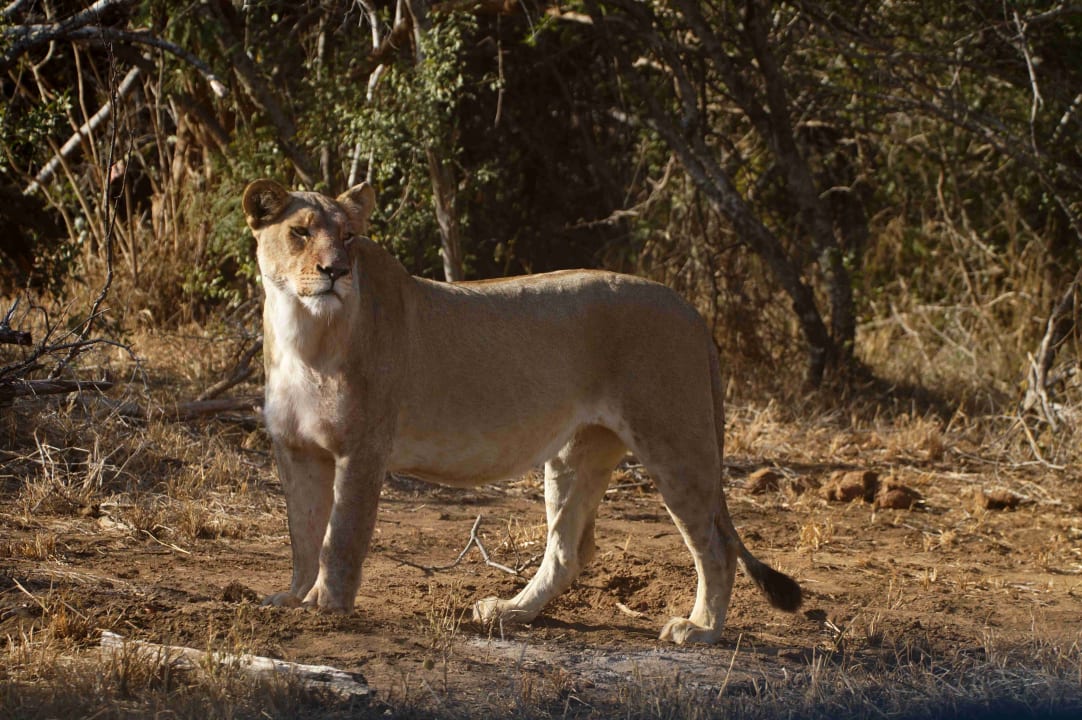 Gartenanlage Makutsi Safari Farm