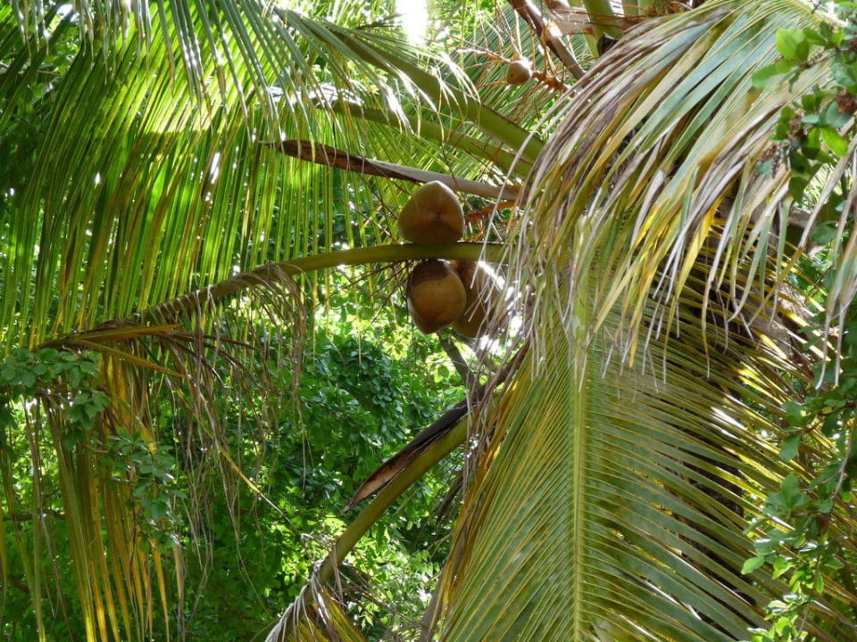 Kokosnüsse vor unserem Bungalow Wyndham Alltra Samana