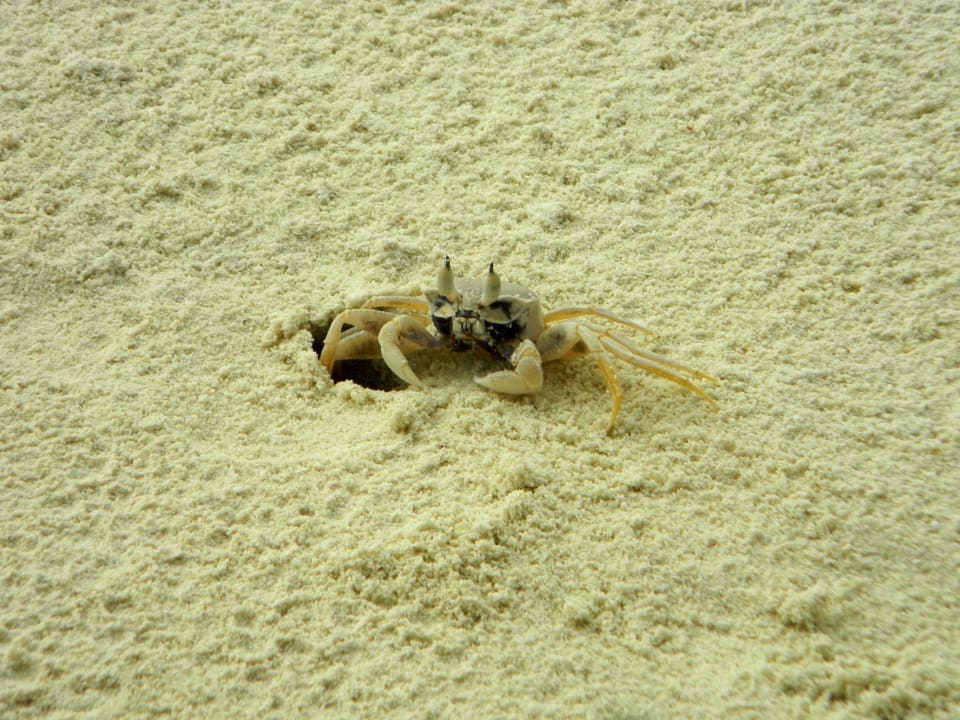 Inselbewohner Summer Island Maldives