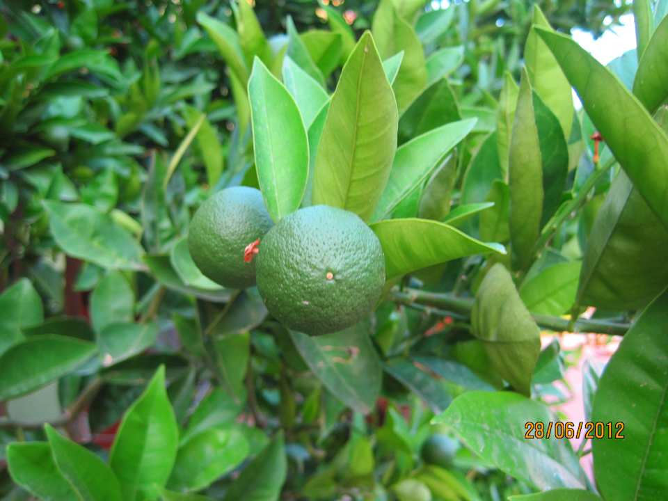 Mandarinen Lonicera Resort & Spa Hotel