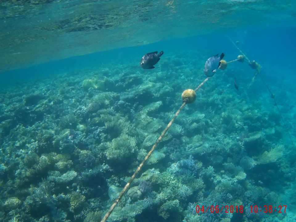 Strand Jaz Makadi Oasis Resort