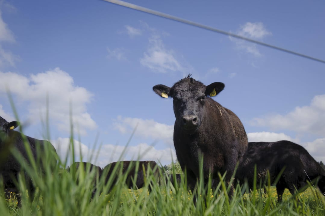 Angus Rind vom eigenen Bioland-Gutshof Bodensee Naturhotel Mohren