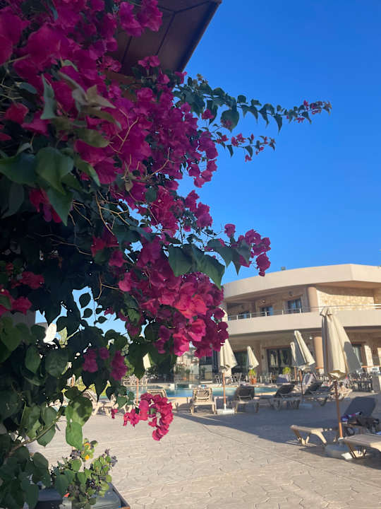 Gartenanlage Cactus Royal