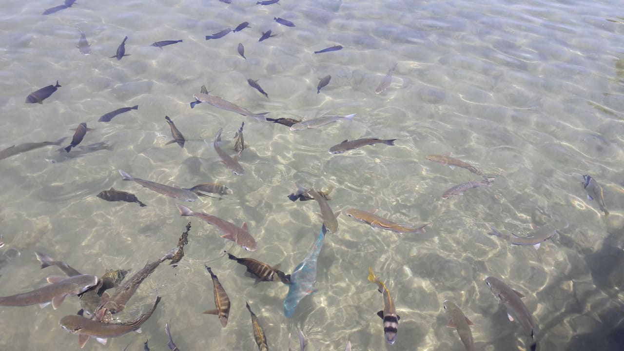 Fische in der Anlage Pickalbatros Dana Beach Resort - Hurghada