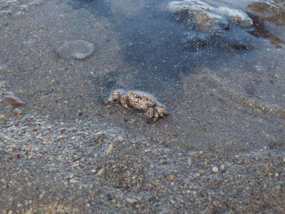 Mister Krebs Hotel Titanic Palace