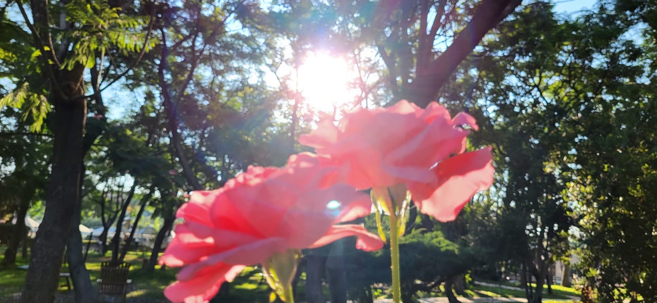 Gartenanlage Belconti Resort Hotel