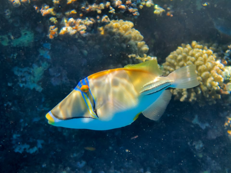 Sport & Freizeit Steigenberger Coraya Beach - Adults only