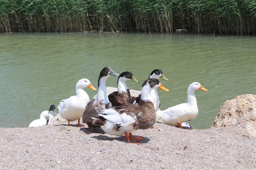 Прудик между пляжами Starlight Resort Hotel