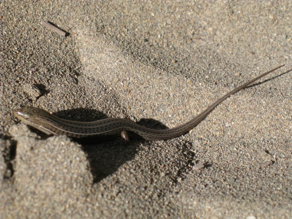 Eidechse am Strand Belek Beach Resort Hotel