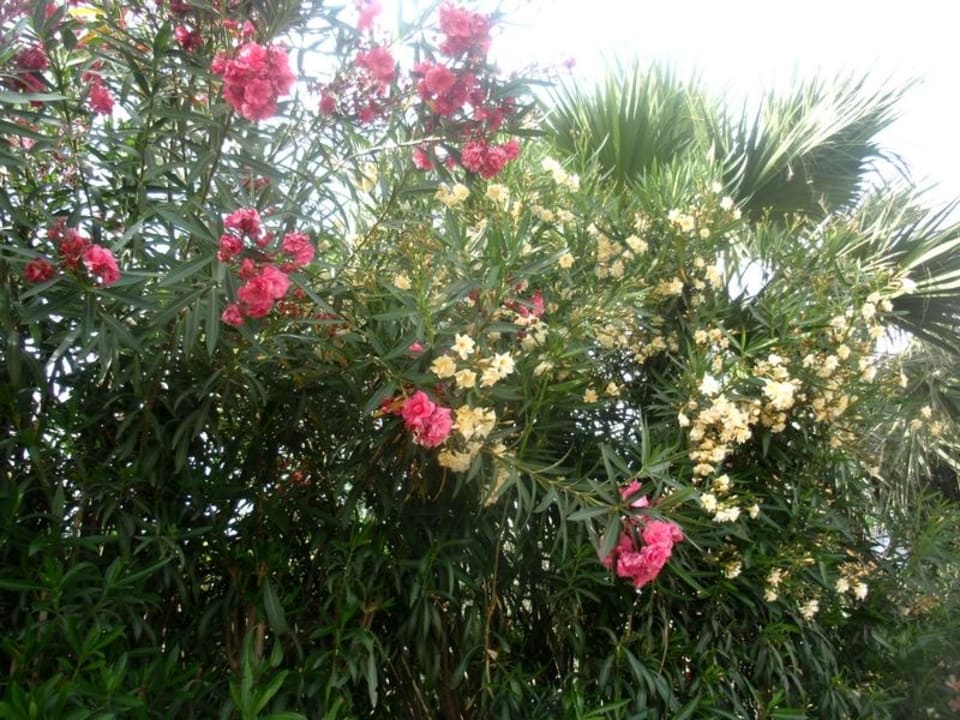 Flowers Hotel Kinetta Beach