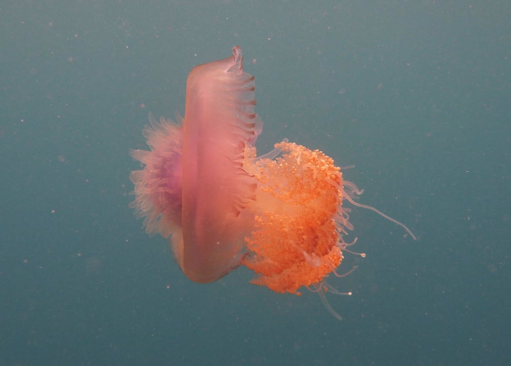 Farbenfroh Diamonds Thudufushi